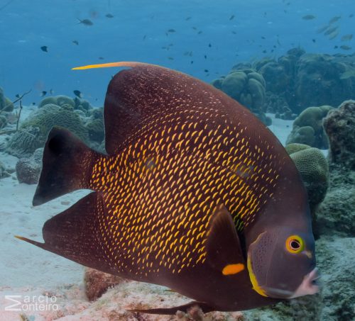 Lee más sobre el artículo Los peces, como buzo en el agua (con enfermedad de la descompresión?)